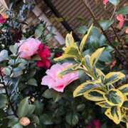 ヒメ日記 2025/01/24 20:00 投稿 あん ぷるりんクエスト上野浅草鶯谷秋葉原デリヘル王国