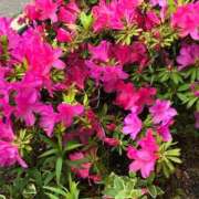 ヒメ日記 2025/04/25 17:14 投稿 あん ぷるりんクエスト上野浅草鶯谷秋葉原デリヘル王国