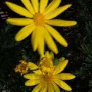 あん (っ&amp;amp;amp;amp;#039;-&amp;amp;amp;amp;#039;)╮ =͟͟͞͞ ぷるりんクエスト上野浅草鶯谷秋葉原デリヘル王国