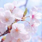 さくら 🌸予定のお知らせ🌸 モアグループ川越人妻花壇