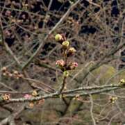 ヒメ日記 2025/02/26 08:18 投稿 あずさ フレッシュハニー