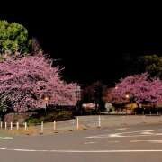 ヒメ日記 2025/03/14 19:16 投稿 あずさ フレッシュハニー