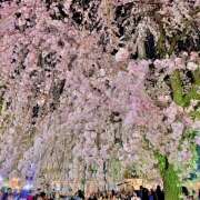 ヒメ日記 2025/03/26 07:19 投稿 あずさ フレッシュハニー