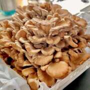 ヒメ日記 2025/05/14 06:53 投稿 あずさ フレッシュハニー