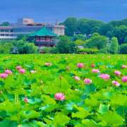 ヒメ日記 2025/07/13 08:28 投稿 あずさ フレッシュハニー