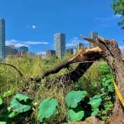 ヒメ日記 2025/09/15 06:38 投稿 あずさ フレッシュハニー