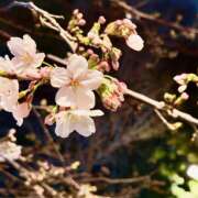 ヒメ日記 2026/03/19 23:08 投稿 あずさ フレッシュハニー