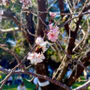 あずさ 季節外れの桜開花 フレッシュハニー
