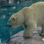 ヒメ日記 2025/04/17 22:30 投稿 もも Mrs Sirena（ミセスシレナ）