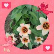 ヒメ日記 2025/04/25 07:28 投稿 もも Mrs Sirena（ミセスシレナ）