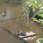 ヒメ日記 2025/07/07 23:30 投稿 もも Mrs Sirena（ミセスシレナ）