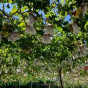 ヒメ日記 2025/08/30 19:06 投稿 あさみ 川崎・東横人妻城