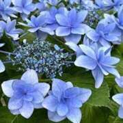 ヒメ日記 2025/08/03 00:10 投稿 かかお アイスキャンディーラブ