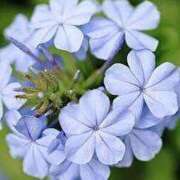 ヒメ日記 2025/09/04 23:30 投稿 かかお アイスキャンディーラブ