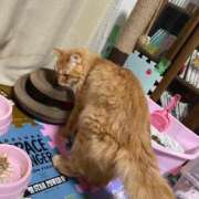 ヒメ日記 2025/11/06 01:18 投稿 つばさ 静岡♂風俗の神様 静岡店