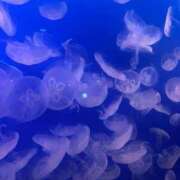 ヒメ日記 2025/04/20 12:48 投稿 みお 静岡♂風俗の神様 静岡店