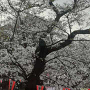 ヒメ日記 2025/03/28 16:47 投稿 さゆり 奥鉄オクテツ東京店（デリヘル市場）