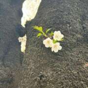 ヒメ日記 2025/04/06 18:48 投稿 なこ 上野ハイブリッドマッサージ