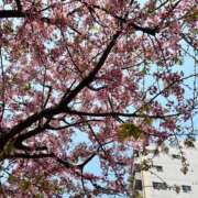 ヒメ日記 2025/03/26 16:22 投稿 三好 さえ クラブアイリス名古屋