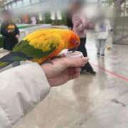 ヒメ日記 2026/04/08 18:52 投稿 三好 さえ クラブアイリス名古屋