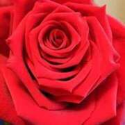 ヒメ日記 2025/10/13 22:10 投稿 のりか アイスキャンディーラブ