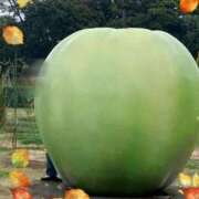 ヒメ日記 2025/11/15 18:30 投稿 上仲心郷 五十路マダムエクスプレス船橋店(カサブランカグループ)