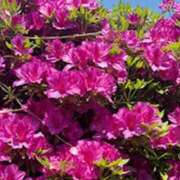 ヒメ日記 2025/04/26 11:53 投稿 サラ アート姫