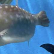 ヒメ日記 2025/04/29 00:04 投稿 サラ アート姫