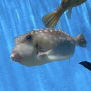 ヒメ日記 2025/04/29 00:05 投稿 サラ アート姫