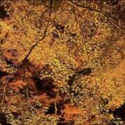 ヒメ日記 2025/11/22 01:13 投稿 サラ アート姫