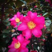 ヒメ日記 2025/01/26 09:19 投稿 北浦 鶯谷デッドボール