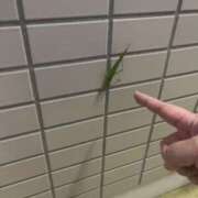 ヒメ日記 2024/12/19 09:44 投稿 上田絵里 五十路マダム 新居浜店（カサブランカグループ）