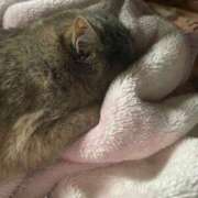 ヒメ日記 2025/03/02 21:20 投稿 上田絵里 五十路マダム 新居浜店（カサブランカグループ）