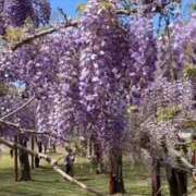 ヒメ日記 2025/04/24 10:08 投稿 上田絵里 五十路マダム 新居浜店（カサブランカグループ）