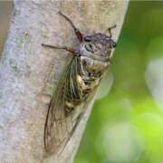 ヒメ日記 2025/07/22 06:34 投稿 上田絵里 五十路マダム 新居浜店（カサブランカグループ）