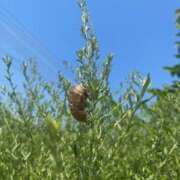 ヒメ日記 2025/08/01 19:54 投稿 上田絵里 五十路マダム 新居浜店（カサブランカグループ）