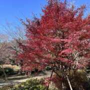 ヒメ日記 2024/12/30 18:37 投稿 さくら 横浜ミセスアロマ（ユメオト）