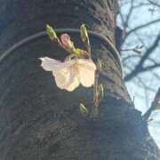 三雲 お花見行った？ 熟女の風俗最終章 横浜本店