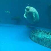 ヒメ日記 2025/03/31 13:06 投稿 なる 愛知弥富ちゃんこ