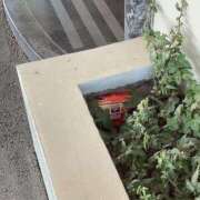 ヒメ日記 2025/03/31 18:21 投稿 なる 愛知弥富ちゃんこ