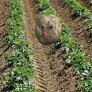 ヒメ日記 2025/03/31 21:41 投稿 なる 愛知弥富ちゃんこ