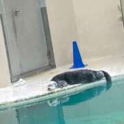 ヒメ日記 2025/03/31 23:21 投稿 なる 愛知弥富ちゃんこ