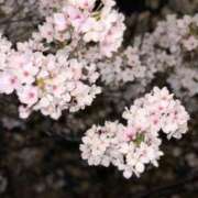 ヒメ日記 2025/04/01 15:47 投稿 なる 愛知弥富ちゃんこ