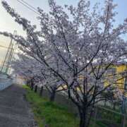 ヒメ日記 2025/04/15 14:02 投稿 なる 愛知弥富ちゃんこ