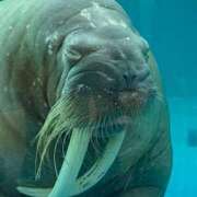 ヒメ日記 2025/05/01 18:35 投稿 なる 愛知弥富ちゃんこ