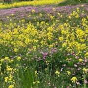 ヒメ日記 2025/05/03 00:21 投稿 なる 愛知弥富ちゃんこ