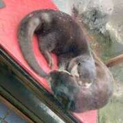 ヒメ日記 2025/06/05 18:21 投稿 なる 愛知弥富ちゃんこ