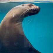 ヒメ日記 2025/06/15 08:16 投稿 なる 愛知弥富ちゃんこ