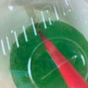 ヒメ日記 2025/06/30 11:51 投稿 なる 愛知弥富ちゃんこ