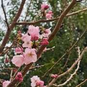 ヒメ日記 2026/03/25 17:53 投稿 ゆうひ 奥様の実話 梅田店